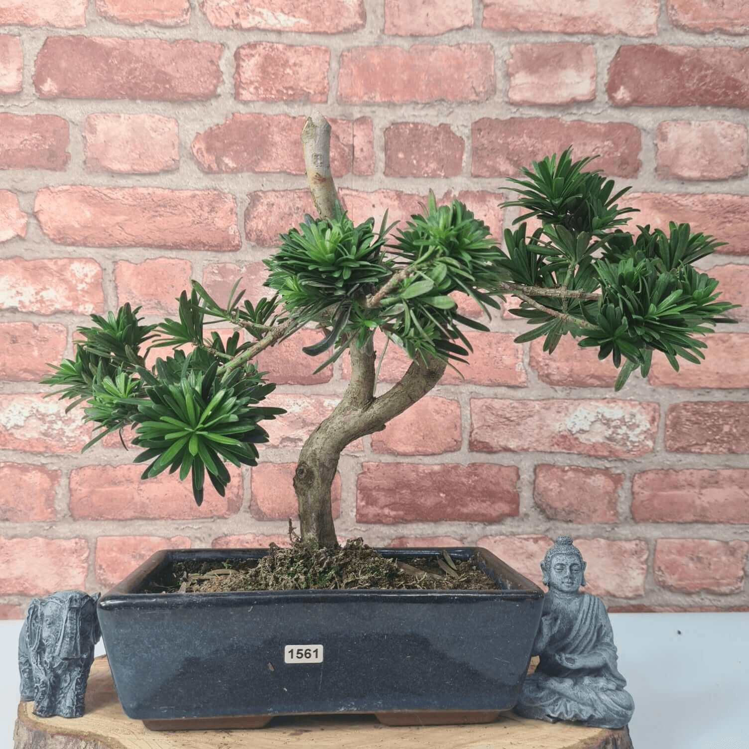 Serene Buddhist Pine Bonsai Tree - 25cm Glazed Pot, Elevate your décor with the serene beauty of a Buddhist Pine Bonsai Tree in a 25cm glazed pot. Ideal for home and office settings. Beginners and enthusiasts.