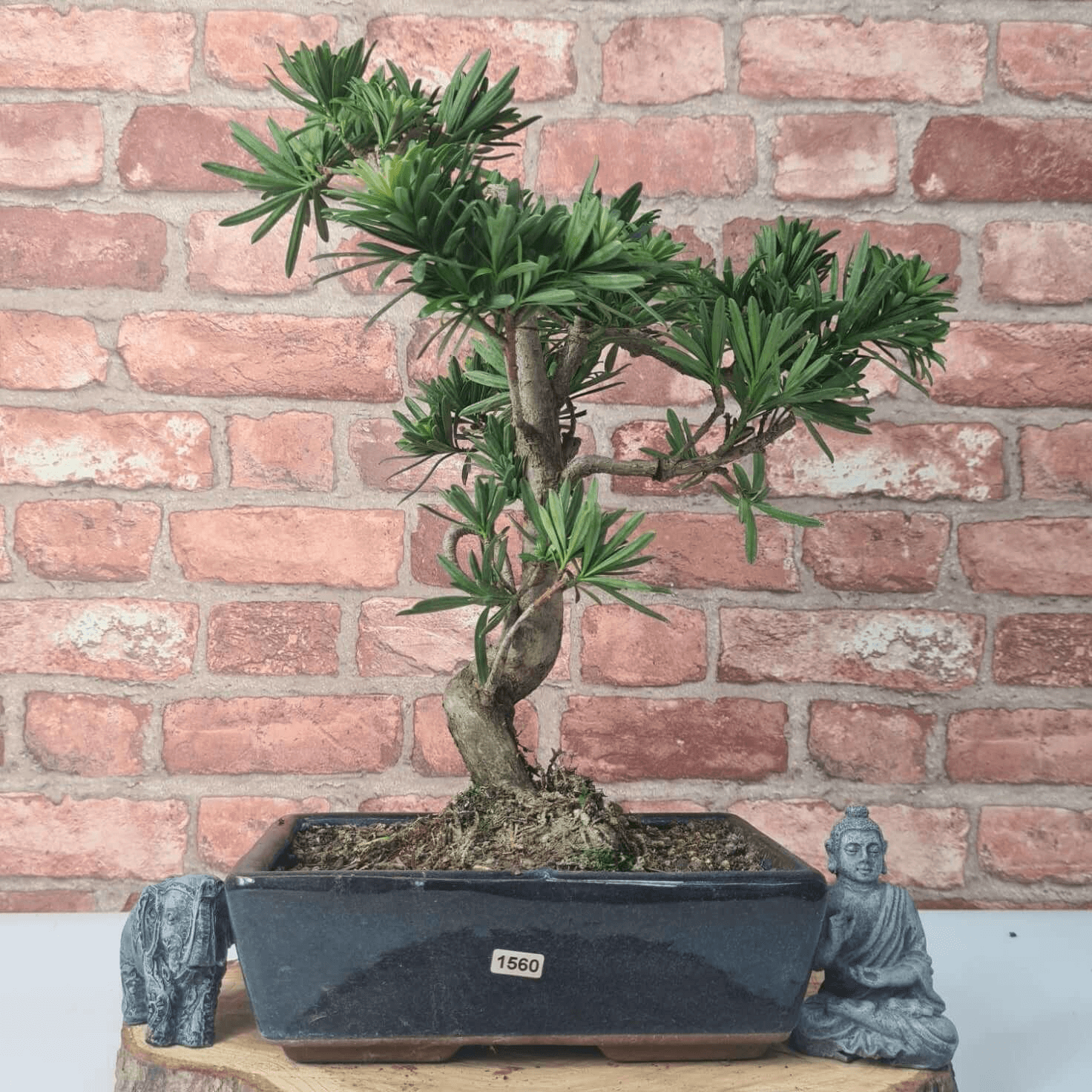 Serene Buddhist Pine Bonsai Tree - 25cm Glazed Pot, Elevate your décor with the serene beauty of a Buddhist Pine Bonsai Tree in a 25cm glazed pot. Ideal for home and office settings. Beginners and enthusiasts.