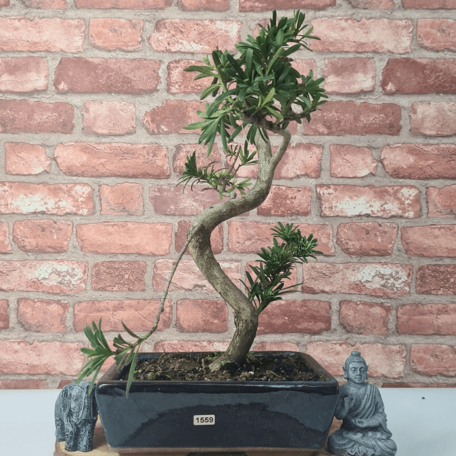 Serene Buddhist Pine Bonsai Tree - 25cm Glazed Pot, Elevate your décor with the serene beauty of a Buddhist Pine Bonsai Tree in a 25cm glazed pot. Ideal for home and office settings. Beginners and enthusiasts.