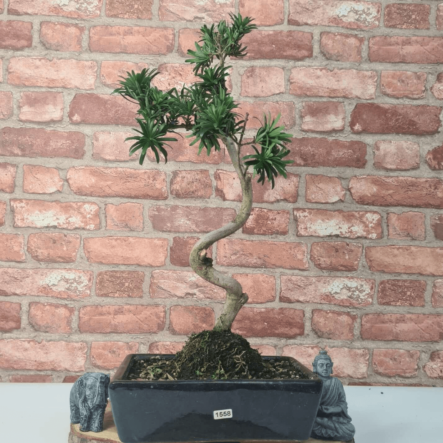 Serene Buddhist Pine Bonsai Tree - 25cm Glazed Pot, Elevate your décor with the serene beauty of a Buddhist Pine Bonsai Tree in a 25cm glazed pot. Ideal for home and office settings. Beginners and enthusiasts.