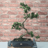 Serene Buddhist Pine Bonsai Tree - 25cm Glazed Pot, Elevate your décor with the serene beauty of a Buddhist Pine Bonsai Tree in a 25cm glazed pot. Ideal for home and office settings. Beginners and enthusiasts.