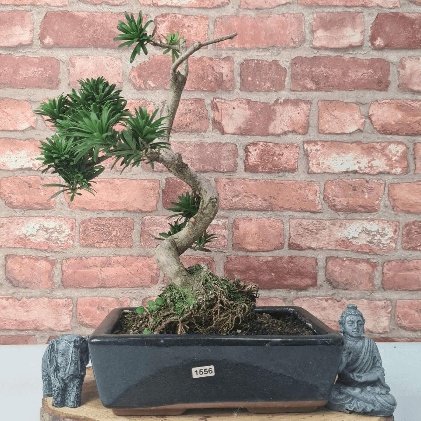 Serene Buddhist Pine Bonsai Tree - 25cm Glazed Pot, Elevate your décor with the serene beauty of a Buddhist Pine Bonsai Tree in a 25cm glazed pot. Ideal for home and office settings. Beginners and enthusiasts.