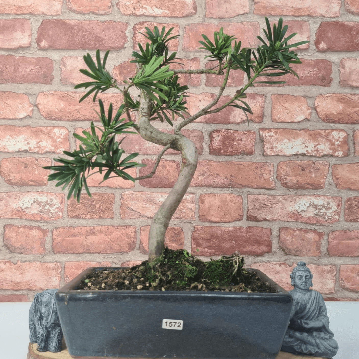 Serene Buddhist Pine Bonsai Tree - 25cm Glazed Pot, Elevate your décor with the serene beauty of a Buddhist Pine Bonsai Tree in a 25cm glazed pot. Ideal for home and office settings. Beginners and enthusiasts.