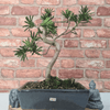 Serene Buddhist Pine Bonsai Tree - 25cm Glazed Pot, Elevate your décor with the serene beauty of a Buddhist Pine Bonsai Tree in a 25cm glazed pot. Ideal for home and office settings. Beginners and enthusiasts.