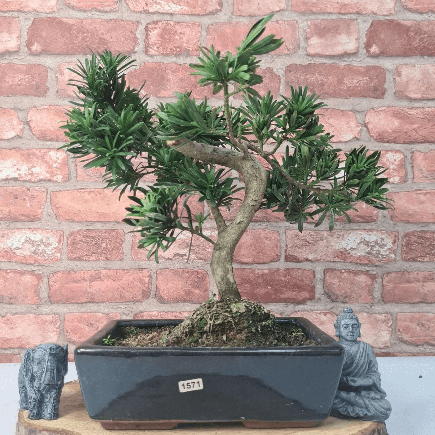 Serene Buddhist Pine Bonsai Tree - 25cm Glazed Pot, Elevate your décor with the serene beauty of a Buddhist Pine Bonsai Tree in a 25cm glazed pot. Ideal for home and office settings. Beginners and enthusiasts.