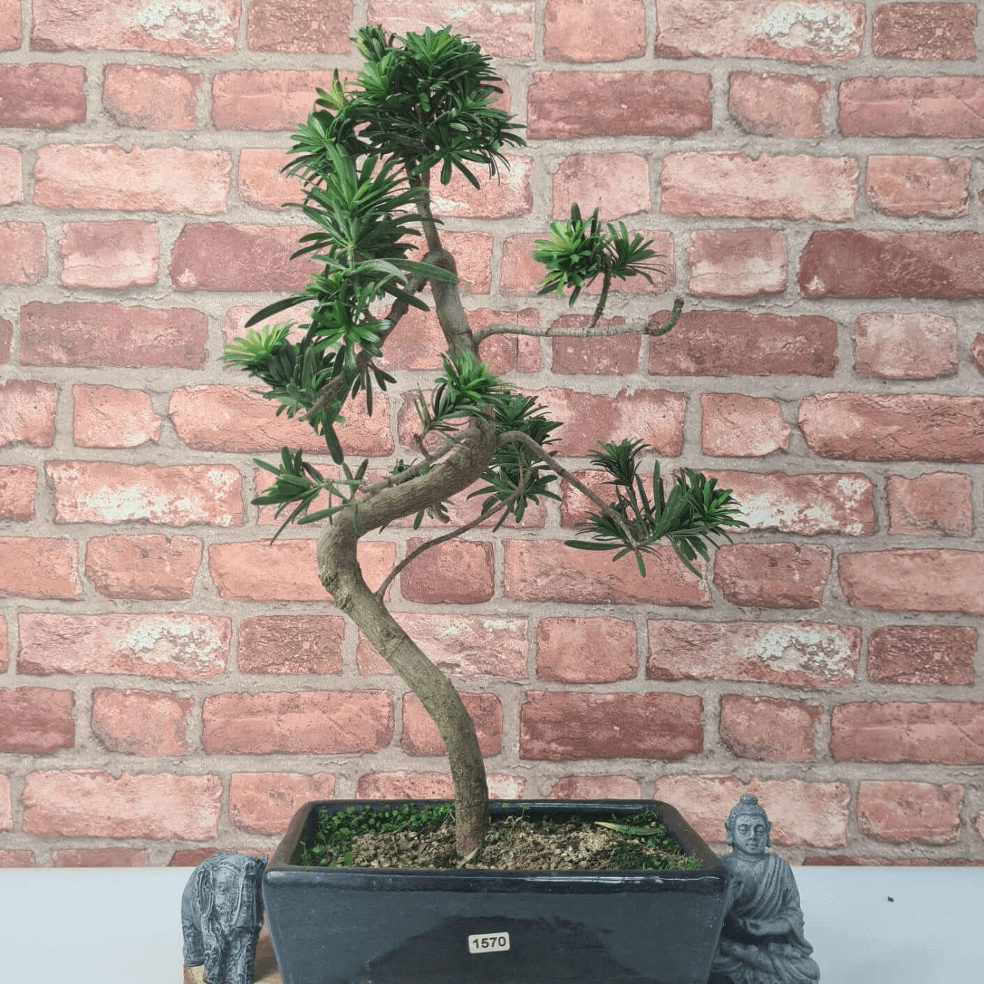 Serene Buddhist Pine Bonsai Tree - 25cm Glazed Pot, Elevate your décor with the serene beauty of a Buddhist Pine Bonsai Tree in a 25cm glazed pot. Ideal for home and office settings. Beginners and enthusiasts.