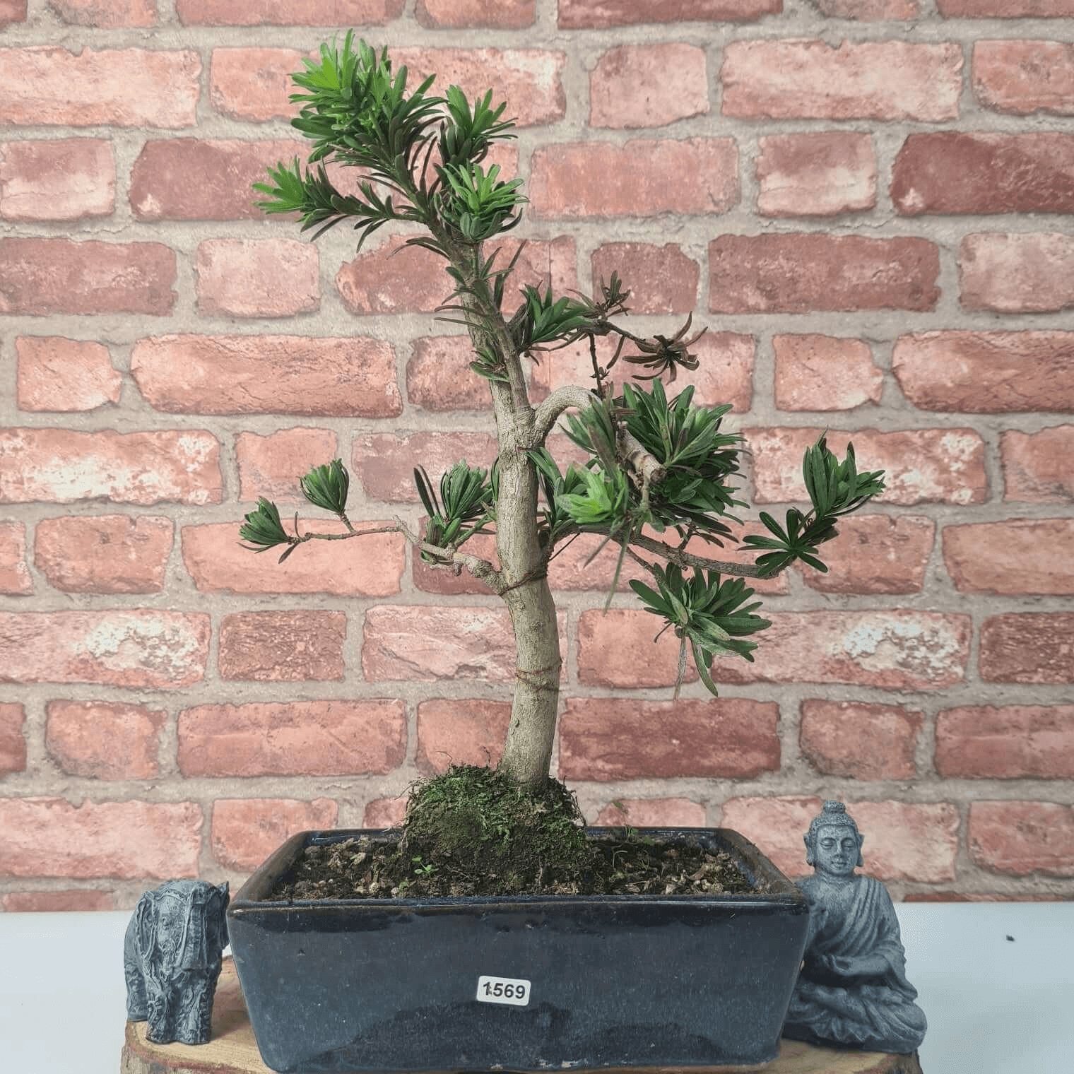 Serene Buddhist Pine Bonsai Tree - 25cm Glazed Pot, Elevate your décor with the serene beauty of a Buddhist Pine Bonsai Tree in a 25cm glazed pot. Ideal for home and office settings. Beginners and enthusiasts.