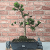 Serene Buddhist Pine Bonsai Tree - 25cm Glazed Pot, Elevate your décor with the serene beauty of a Buddhist Pine Bonsai Tree in a 25cm glazed pot. Ideal for home and office settings. Beginners and enthusiasts.