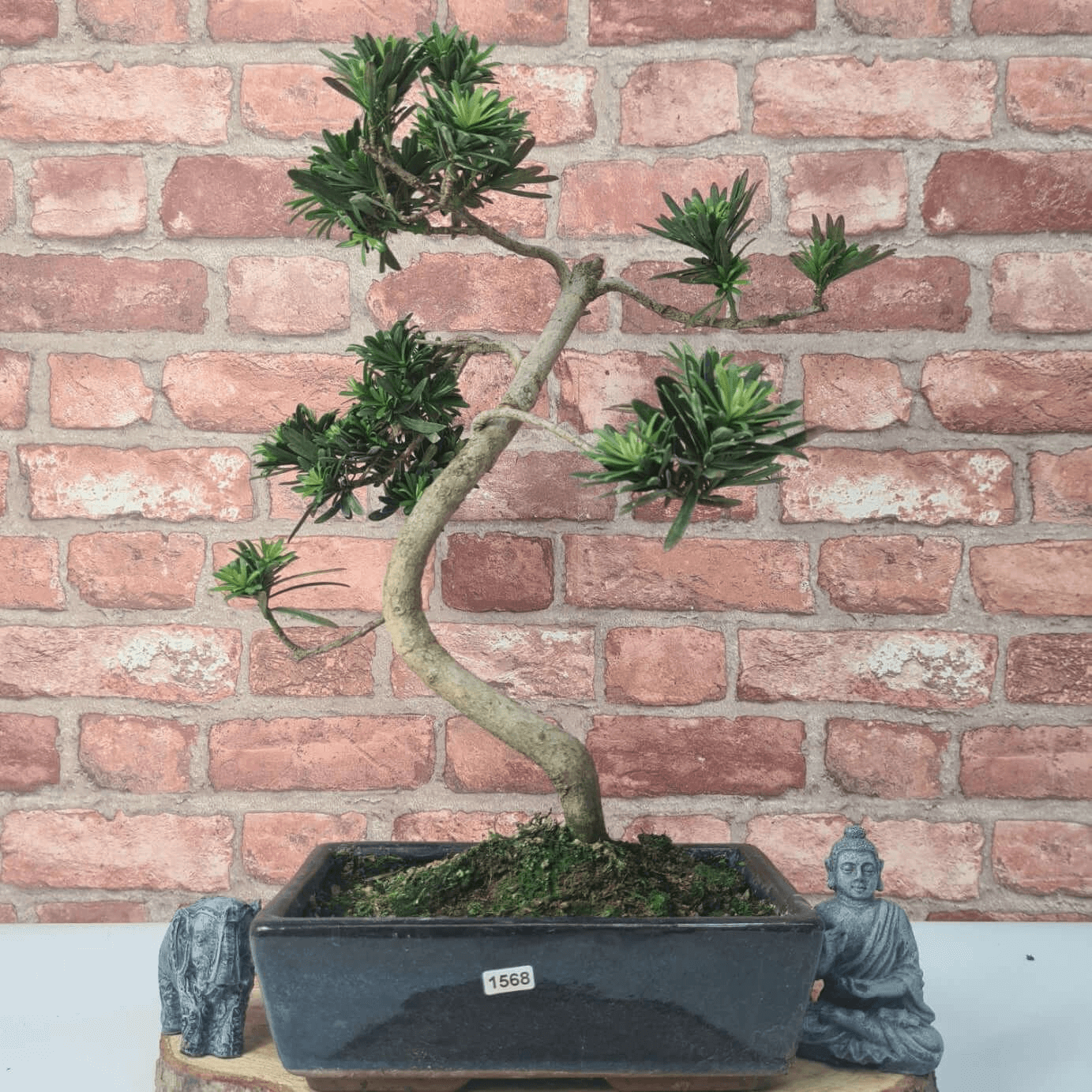 Serene Buddhist Pine Bonsai Tree - 25cm Glazed Pot, Elevate your décor with the serene beauty of a Buddhist Pine Bonsai Tree in a 25cm glazed pot. Ideal for home and office settings. Beginners and enthusiasts.