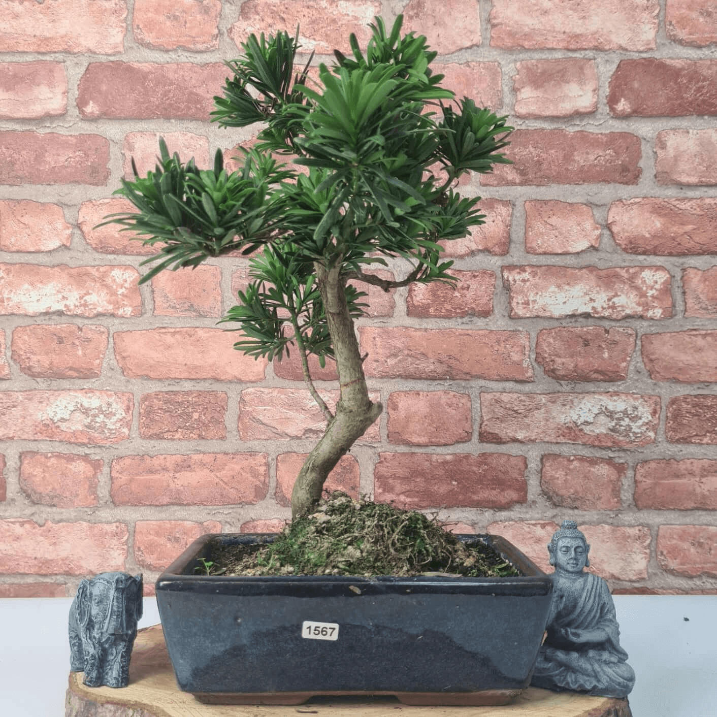 Serene Buddhist Pine Bonsai Tree - 25cm Glazed Pot, Elevate your décor with the serene beauty of a Buddhist Pine Bonsai Tree in a 25cm glazed pot. Ideal for home and office settings. Beginners and enthusiasts.