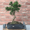 Serene Buddhist Pine Bonsai Tree - 25cm Glazed Pot, Elevate your décor with the serene beauty of a Buddhist Pine Bonsai Tree in a 25cm glazed pot. Ideal for home and office settings. Beginners and enthusiasts.