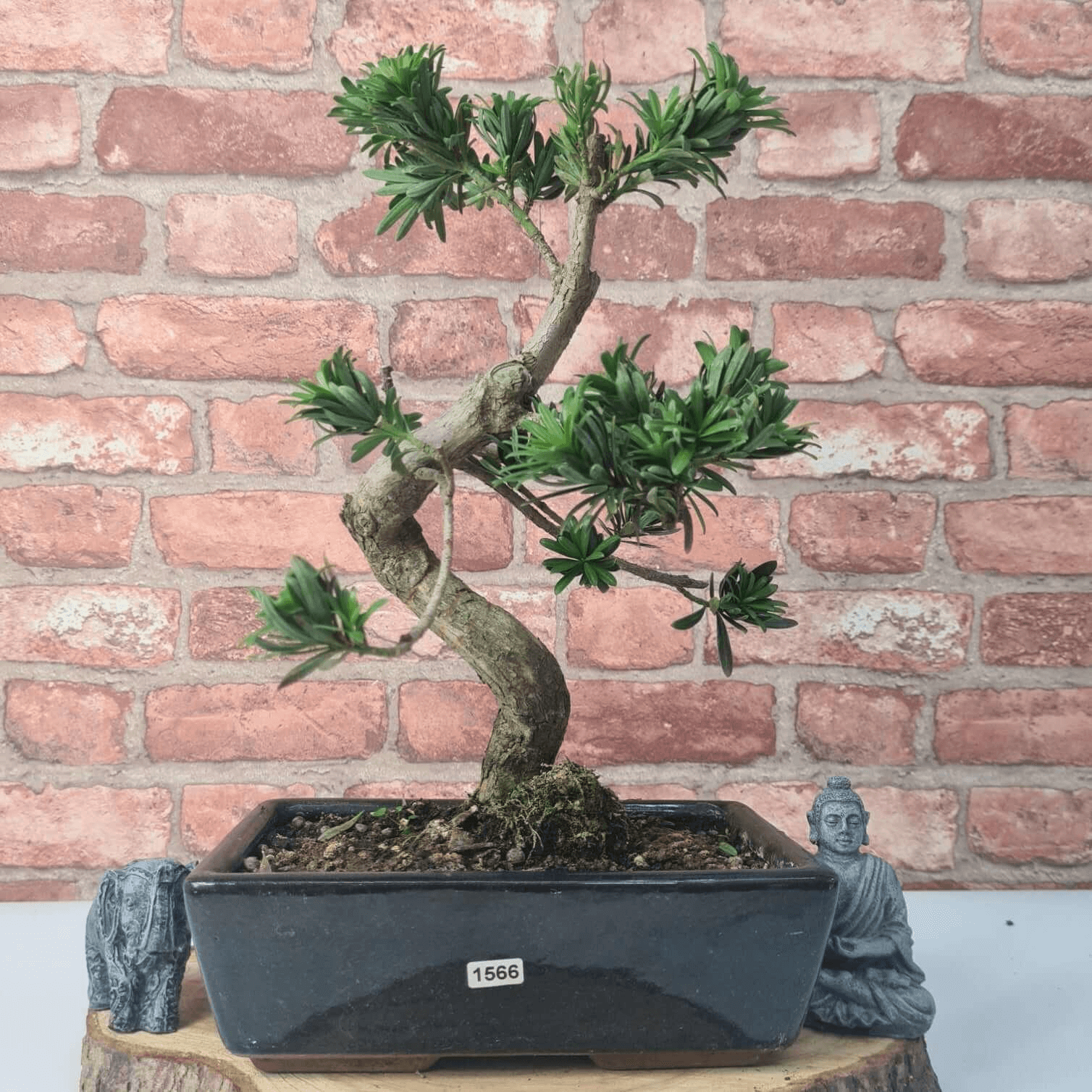 Serene Buddhist Pine Bonsai Tree - 25cm Glazed Pot, Elevate your décor with the serene beauty of a Buddhist Pine Bonsai Tree in a 25cm glazed pot. Ideal for home and office settings. Beginners and enthusiasts.