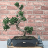 Serene Buddhist Pine Bonsai Tree - 25cm Glazed Pot, Elevate your décor with the serene beauty of a Buddhist Pine Bonsai Tree in a 25cm glazed pot. Ideal for home and office settings. Beginners and enthusiasts.