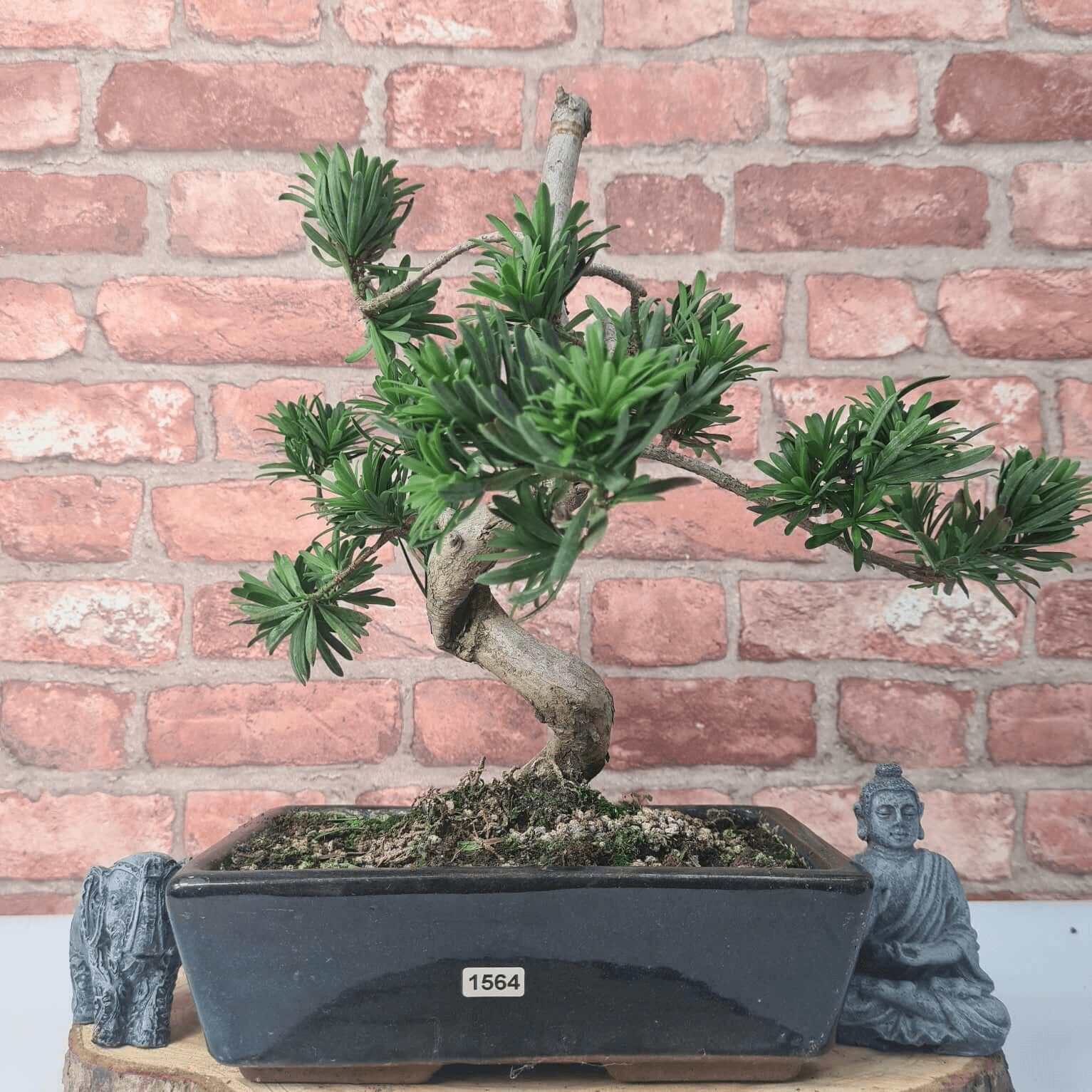 Serene Buddhist Pine Bonsai Tree - 25cm Glazed Pot, Elevate your décor with the serene beauty of a Buddhist Pine Bonsai Tree in a 25cm glazed pot. Ideal for home and office settings. Beginners and enthusiasts.