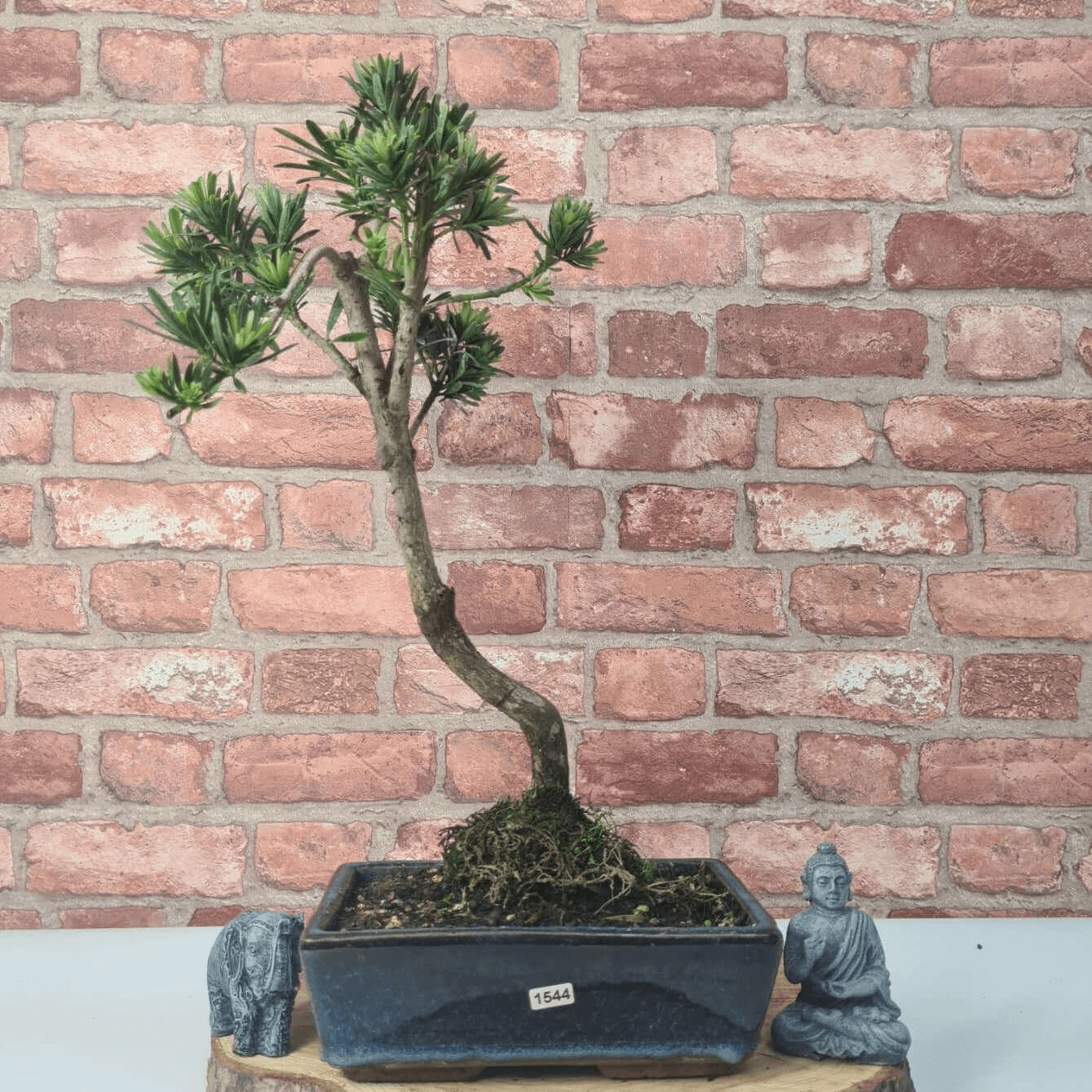 Serene Buddhist Pine Bonsai Tree - 25cm Glazed Pot, Elevate your décor with the serene beauty of a Buddhist Pine Bonsai Tree in a 25cm glazed pot. Ideal for home and office settings. Beginners and enthusiasts.