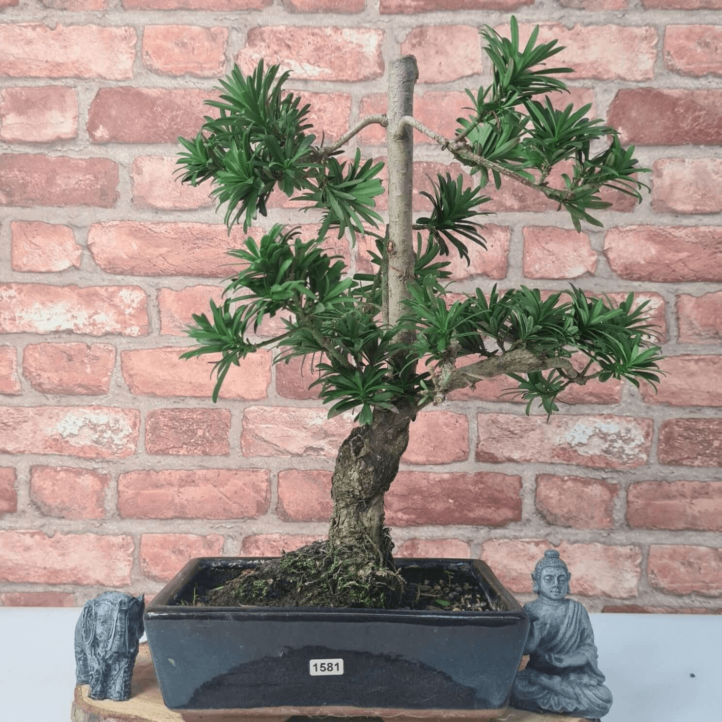 Serene Buddhist Pine Bonsai Tree - 25cm Glazed Pot, Elevate your décor with the serene beauty of a Buddhist Pine Bonsai Tree in a 25cm glazed pot. Ideal for home and office settings. Beginners and enthusiasts.