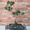 Serene Buddhist Pine Bonsai Tree - 25cm Glazed Pot, Elevate your décor with the serene beauty of a Buddhist Pine Bonsai Tree in a 25cm glazed pot. Ideal for home and office settings. Beginners and enthusiasts.