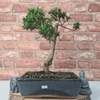 Serene Buddhist Pine Bonsai Tree - 25cm Glazed Pot, Elevate your décor with the serene beauty of a Buddhist Pine Bonsai Tree in a 25cm glazed pot. Ideal for home and office settings. Beginners and enthusiasts.