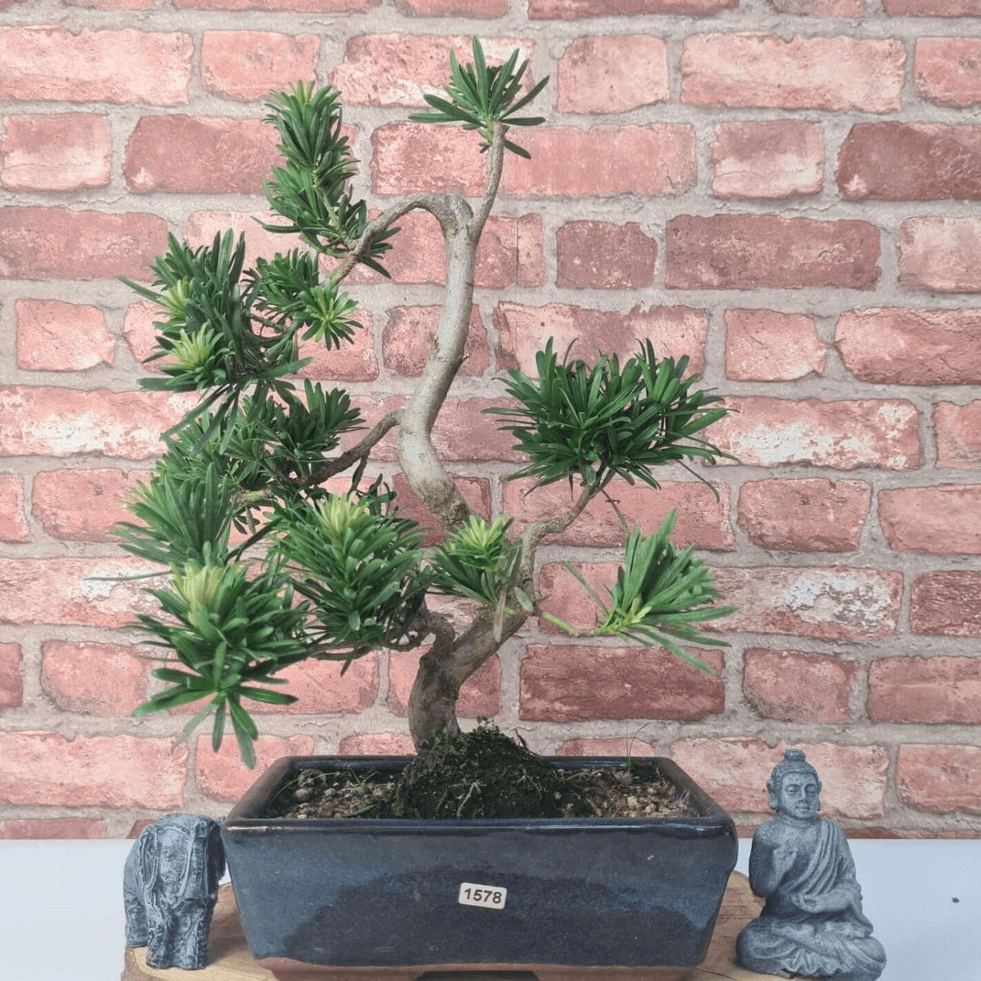 Serene Buddhist Pine Bonsai Tree - 25cm Glazed Pot, Elevate your décor with the serene beauty of a Buddhist Pine Bonsai Tree in a 25cm glazed pot. Ideal for home and office settings. Beginners and enthusiasts.