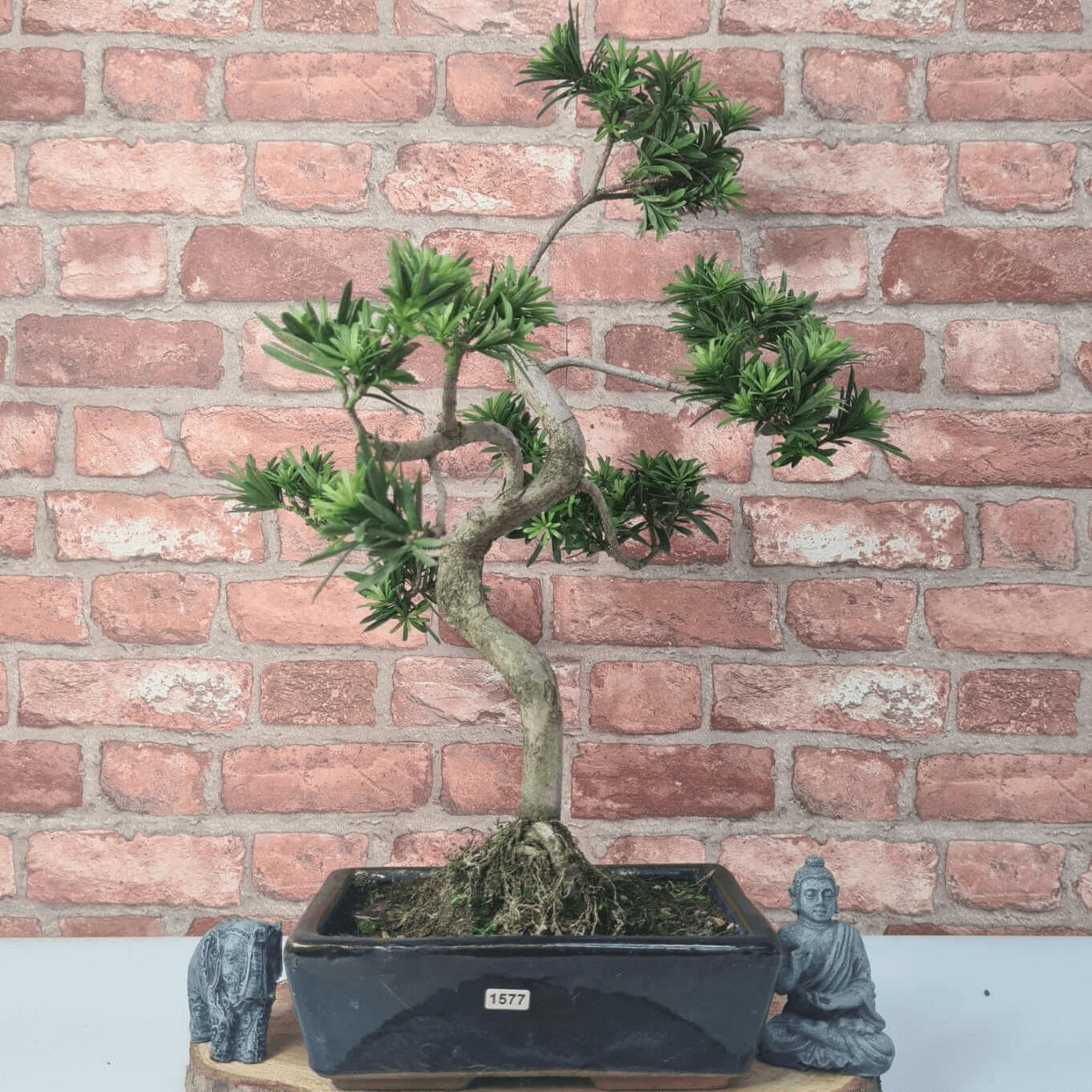 Serene Buddhist Pine Bonsai Tree - 25cm Glazed Pot, Elevate your décor with the serene beauty of a Buddhist Pine Bonsai Tree in a 25cm glazed pot. Ideal for home and office settings. Beginners and enthusiasts.