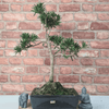 Serene Buddhist Pine Bonsai Tree - 25cm Glazed Pot, Elevate your décor with the serene beauty of a Buddhist Pine Bonsai Tree in a 25cm glazed pot. Ideal for home and office settings. Beginners and enthusiasts.