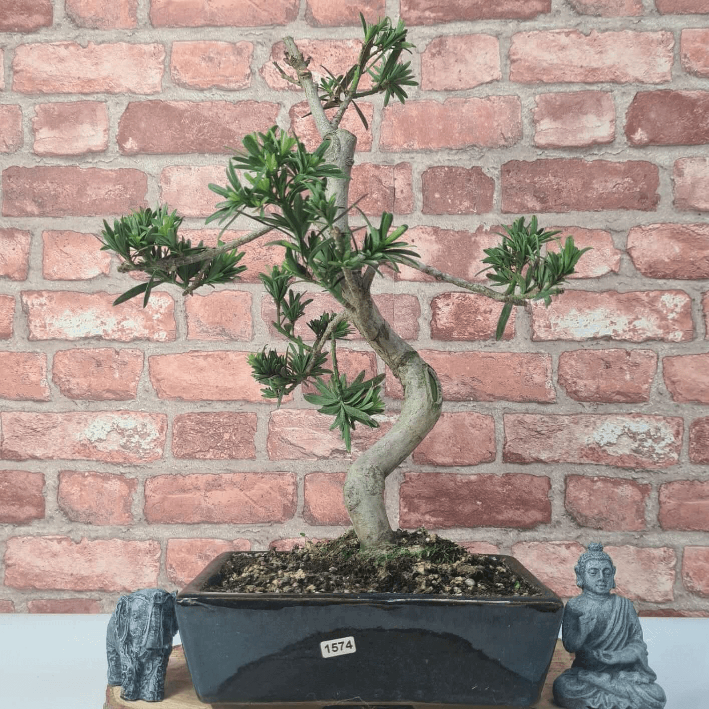 Serene Buddhist Pine Bonsai Tree - 25cm Glazed Pot, Elevate your décor with the serene beauty of a Buddhist Pine Bonsai Tree in a 25cm glazed pot. Ideal for home and office settings. Beginners and enthusiasts.