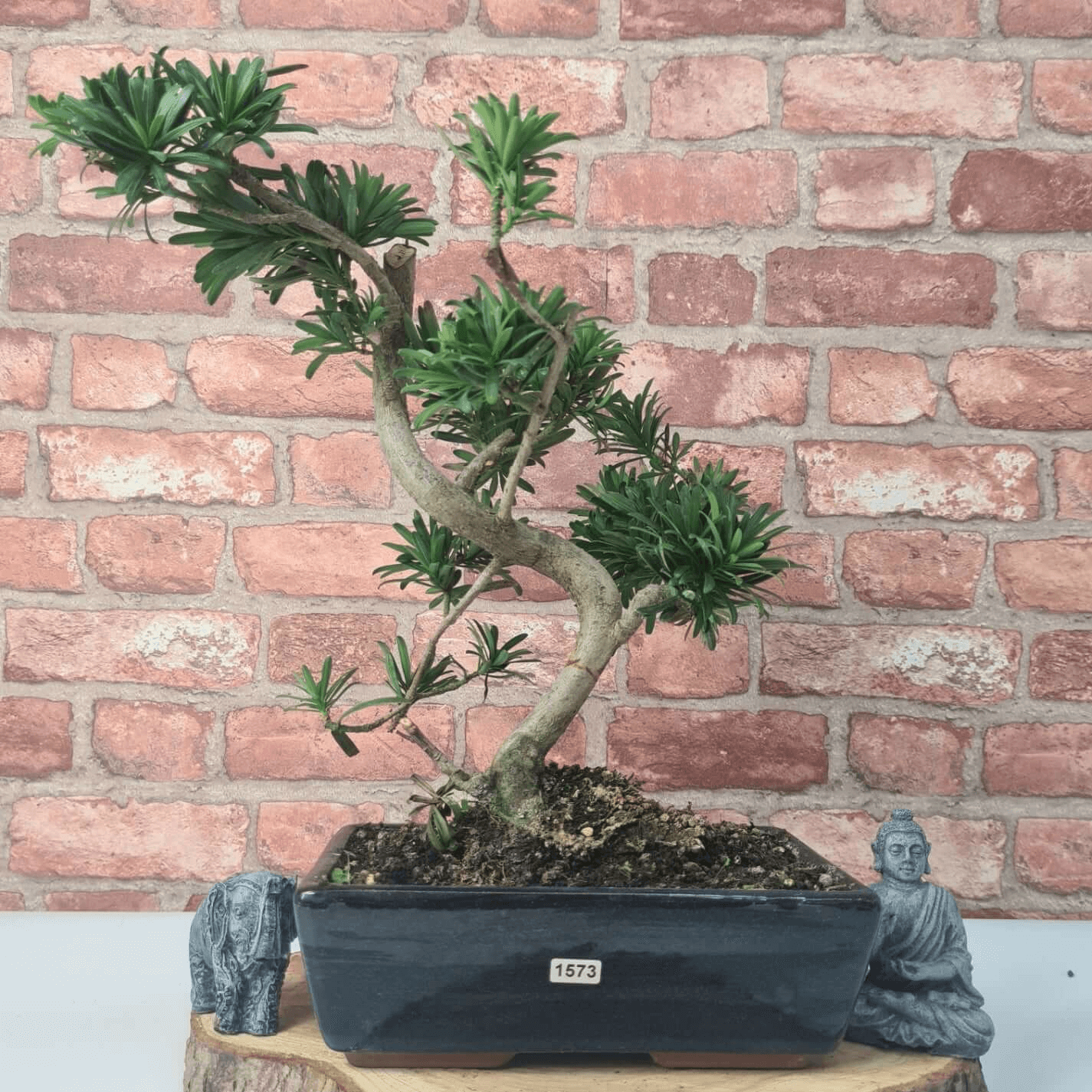 Serene Buddhist Pine Bonsai Tree - 25cm Glazed Pot, Elevate your décor with the serene beauty of a Buddhist Pine Bonsai Tree in a 25cm glazed pot. Ideal for home and office settings. Beginners and enthusiasts.