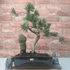 Serene Buddhist Pine Bonsai Tree - 25cm Glazed Pot, Elevate your décor with the serene beauty of a Buddhist Pine Bonsai Tree in a 25cm glazed pot. Ideal for home and office settings. Beginners and enthusiasts.