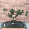 Serene Buddhist Pine Bonsai Tree - 25cm Glazed Pot, Elevate your décor with the serene beauty of a Buddhist Pine Bonsai Tree in a 25cm glazed pot. Ideal for home and office settings. Beginners and enthusiasts.