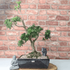 Serene Buddhist Pine Bonsai Tree - 25cm Glazed Pot, Elevate your décor with the serene beauty of a Buddhist Pine Bonsai Tree in a 25cm glazed pot. Ideal for home and office settings. Beginners and enthusiasts.