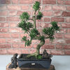 Serene Buddhist Pine Bonsai Tree - 25cm Glazed Pot, Elevate your décor with the serene beauty of a Buddhist Pine Bonsai Tree in a 25cm glazed pot. Ideal for home and office settings. Beginners and enthusiasts.