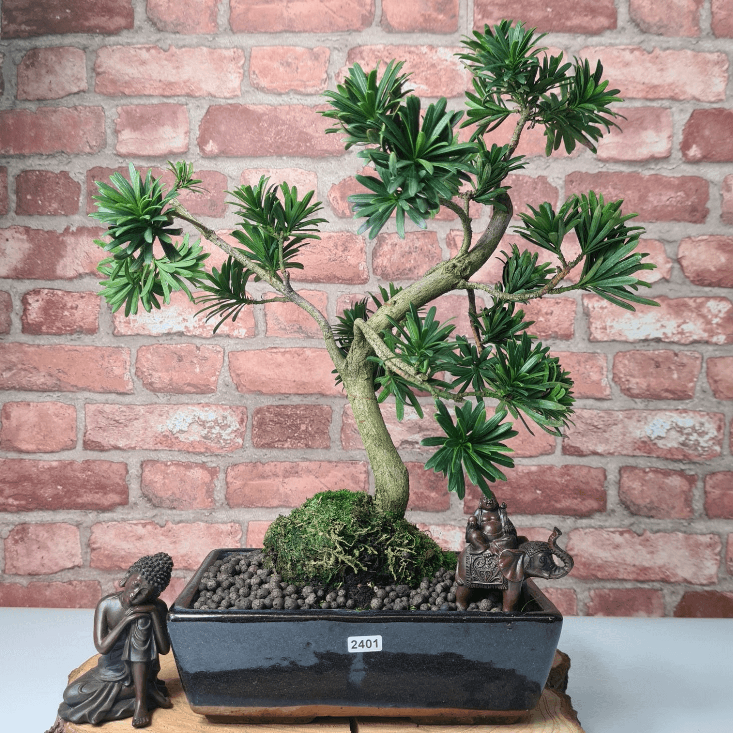 Serene Buddhist Pine Bonsai Tree - 25cm Glazed Pot, Elevate your décor with the serene beauty of a Buddhist Pine Bonsai Tree in a 25cm glazed pot. Ideal for home and office settings. Beginners and enthusiasts.