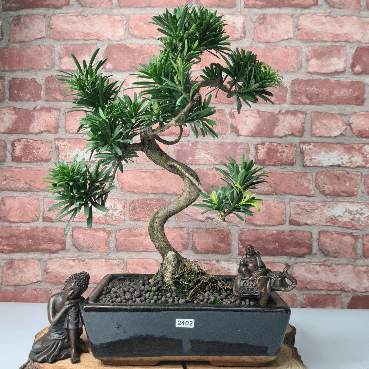 Serene Buddhist Pine Bonsai Tree - 25cm Glazed Pot, Elevate your décor with the serene beauty of a Buddhist Pine Bonsai Tree in a 25cm glazed pot. Ideal for home and office settings. Beginners and enthusiasts.