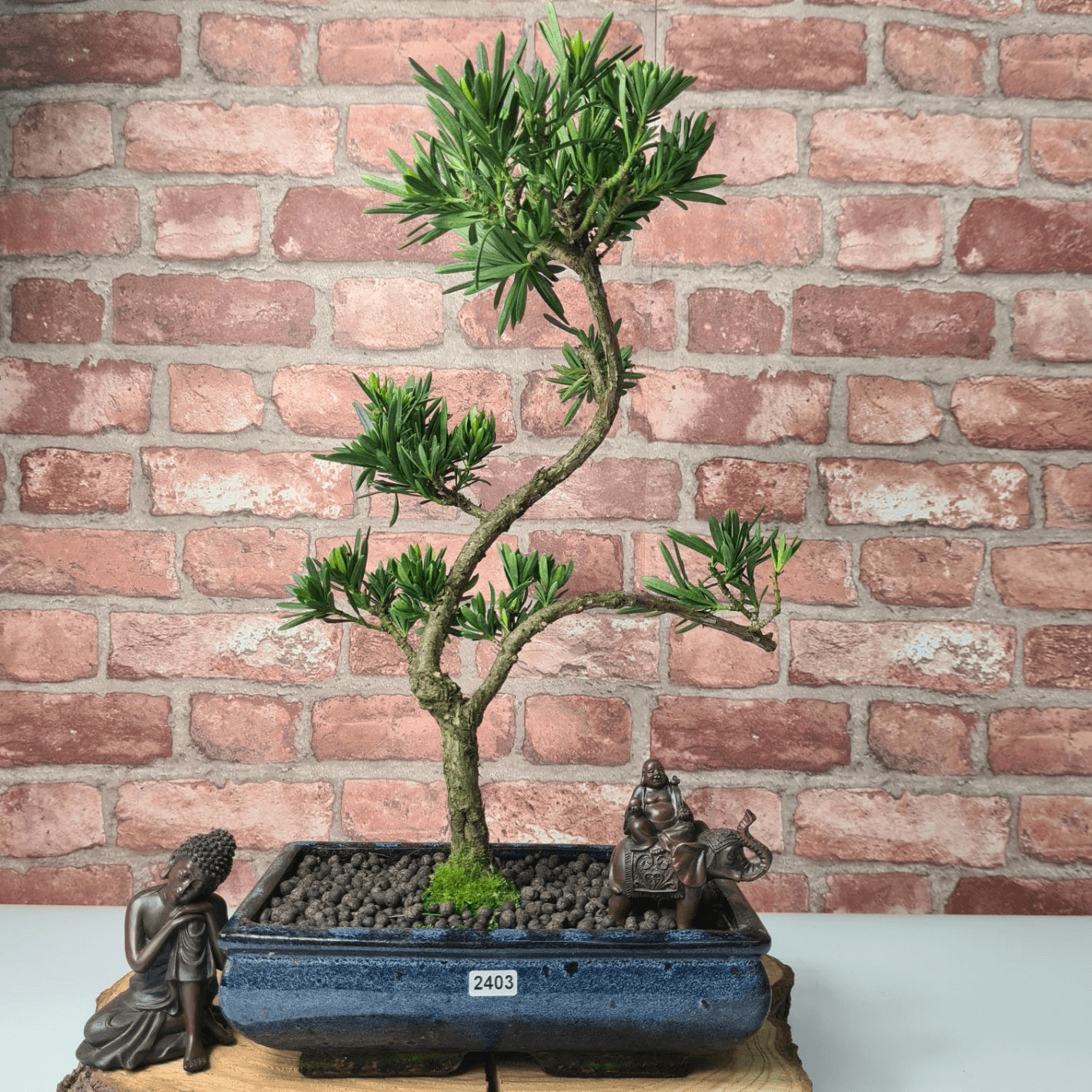 Serene Buddhist Pine Bonsai Tree - 25cm Glazed Pot, Elevate your décor with the serene beauty of a Buddhist Pine Bonsai Tree in a 25cm glazed pot. Ideal for home and office settings. Beginners and enthusiasts.