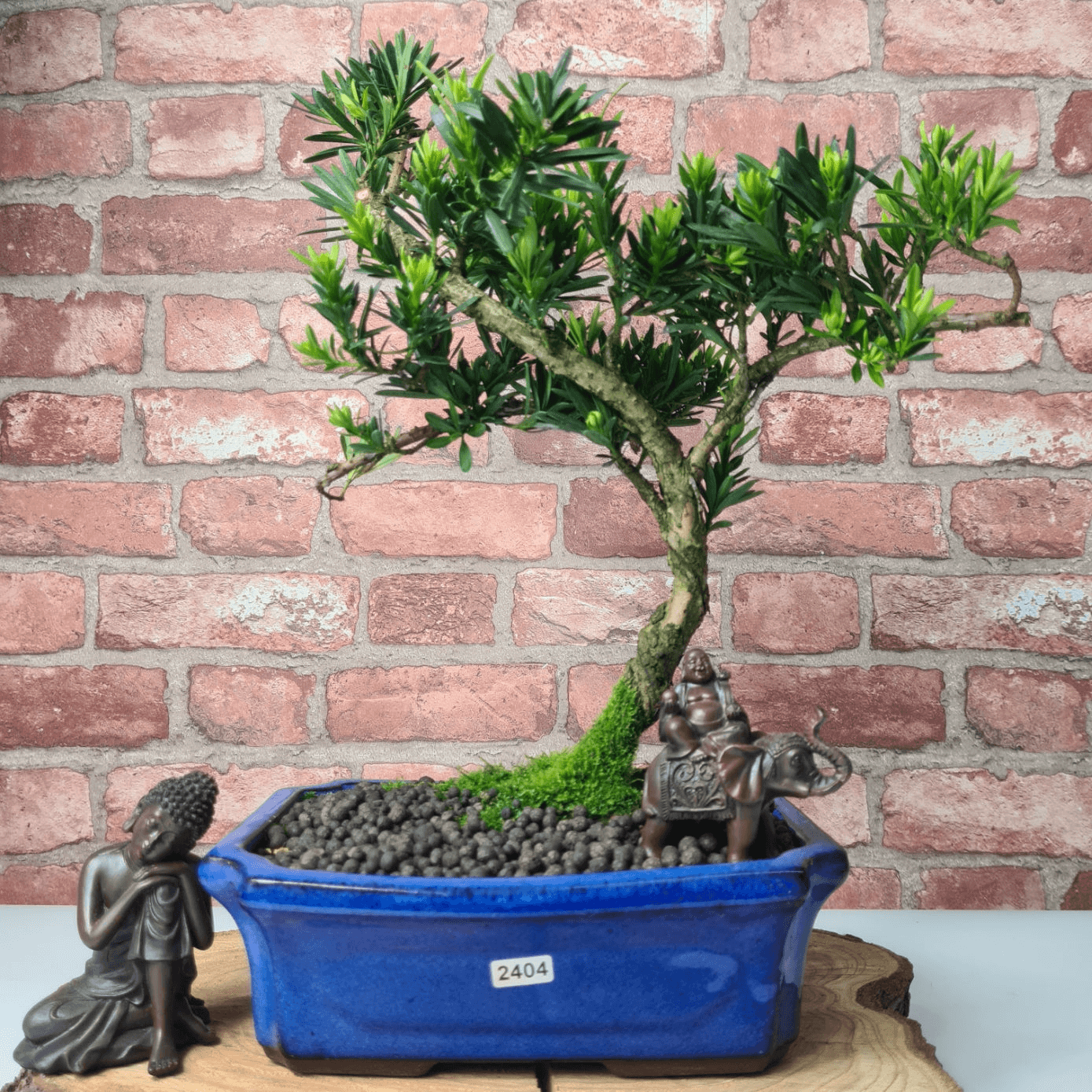 Serene Buddhist Pine Bonsai Tree - 25cm Glazed Pot, Elevate your décor with the serene beauty of a Buddhist Pine Bonsai Tree in a 25cm glazed pot. Ideal for home and office settings. Beginners and enthusiasts.