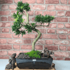 Serene Buddhist Pine Bonsai Tree - 25cm Glazed Pot, Elevate your décor with the serene beauty of a Buddhist Pine Bonsai Tree in a 25cm glazed pot. Ideal for home and office settings. Beginners and enthusiasts.