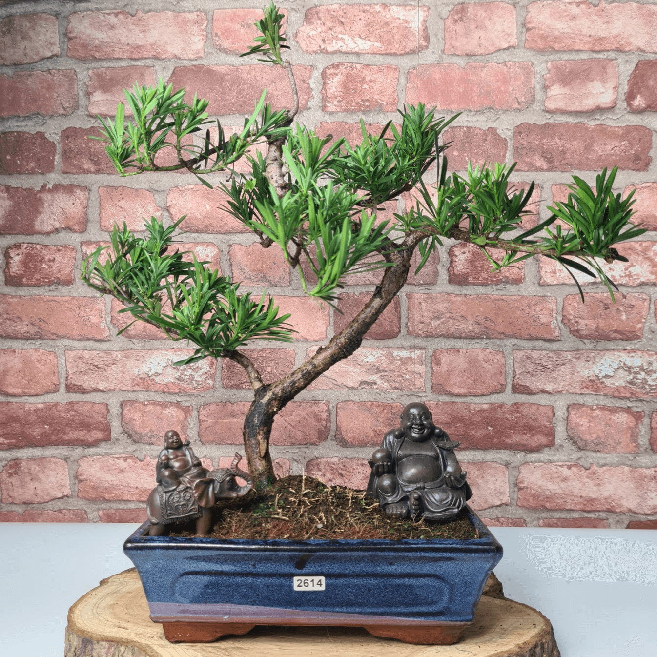 Serene Buddhist Pine Bonsai Tree - 25cm Glazed Pot, Elevate your décor with the serene beauty of a Buddhist Pine Bonsai Tree in a 25cm glazed pot. Ideal for home and office settings. Beginners and enthusiasts.