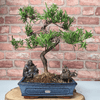 Serene Buddhist Pine Bonsai Tree - 25cm Glazed Pot, Elevate your décor with the serene beauty of a Buddhist Pine Bonsai Tree in a 25cm glazed pot. Ideal for home and office settings. Beginners and enthusiasts.