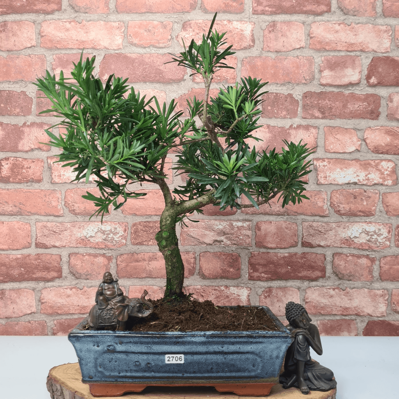 Serene Buddhist Pine Bonsai Tree - 25cm Glazed Pot, Elevate your décor with the serene beauty of a Buddhist Pine Bonsai Tree in a 25cm glazed pot. Ideal for home and office settings. Beginners and enthusiasts.