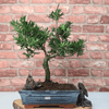 Serene Buddhist Pine Bonsai Tree - 25cm Glazed Pot, Elevate your décor with the serene beauty of a Buddhist Pine Bonsai Tree in a 25cm glazed pot. Ideal for home and office settings. Beginners and enthusiasts.