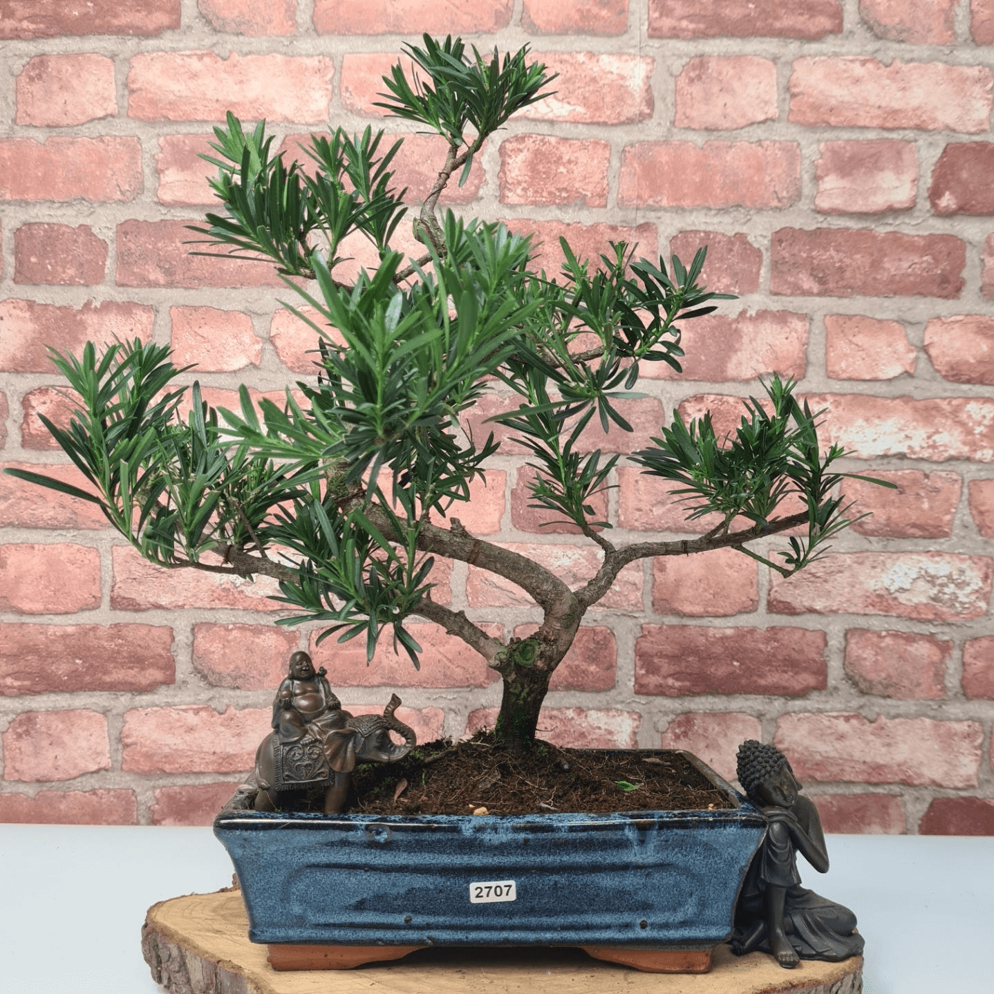 Serene Buddhist Pine Bonsai Tree - 25cm Glazed Pot, Elevate your décor with the serene beauty of a Buddhist Pine Bonsai Tree in a 25cm glazed pot. Ideal for home and office settings. Beginners and enthusiasts.