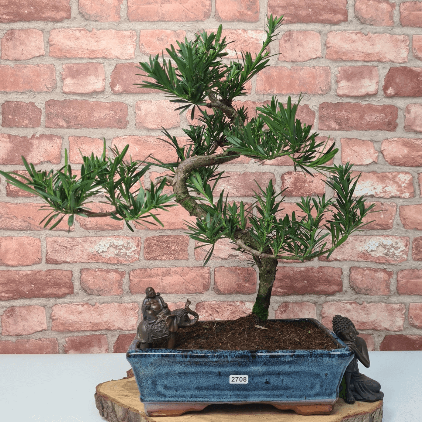 Serene Buddhist Pine Bonsai Tree - 25cm Glazed Pot, Elevate your décor with the serene beauty of a Buddhist Pine Bonsai Tree in a 25cm glazed pot. Ideal for home and office settings. Beginners and enthusiasts.