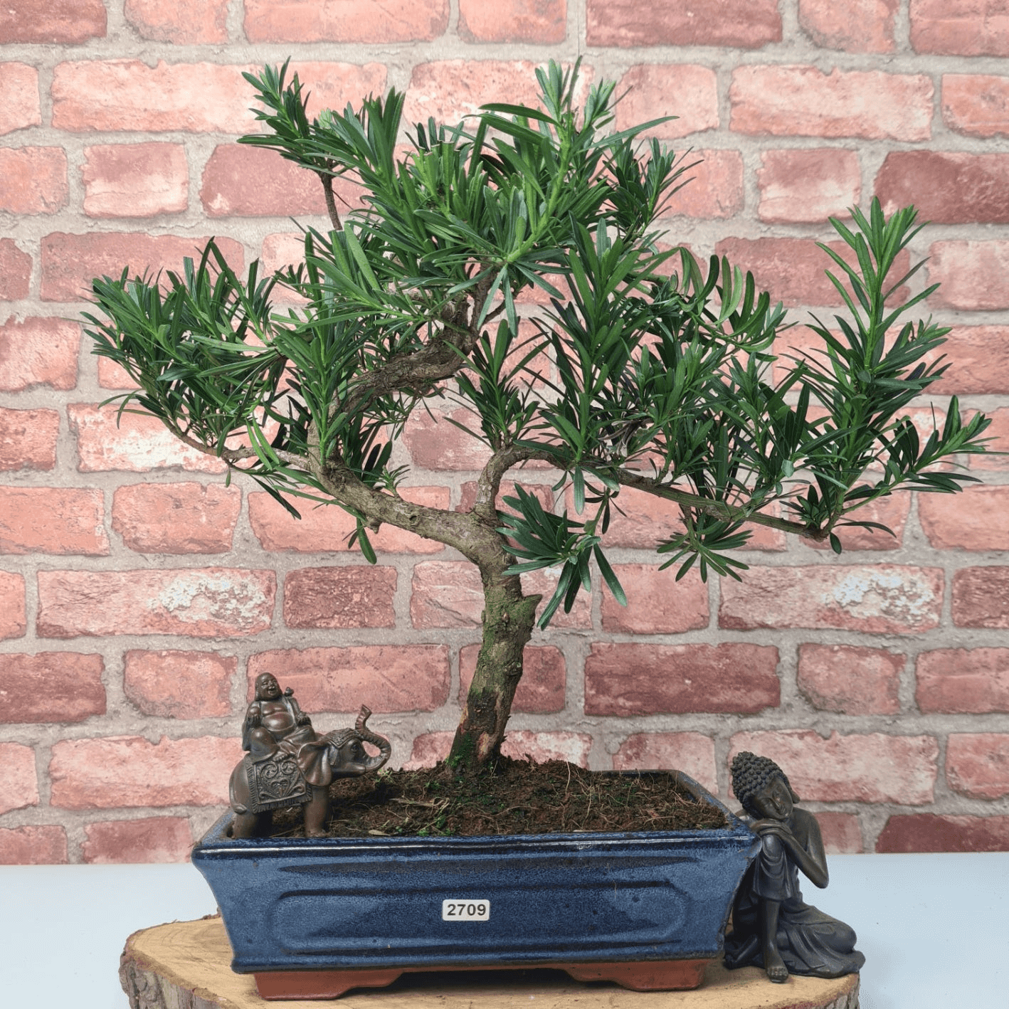 Serene Buddhist Pine Bonsai Tree - 25cm Glazed Pot, Elevate your décor with the serene beauty of a Buddhist Pine Bonsai Tree in a 25cm glazed pot. Ideal for home and office settings. Beginners and enthusiasts.