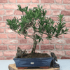 Serene Buddhist Pine Bonsai Tree - 25cm Glazed Pot, Elevate your décor with the serene beauty of a Buddhist Pine Bonsai Tree in a 25cm glazed pot. Ideal for home and office settings. Beginners and enthusiasts.