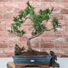 Serene Buddhist Pine Bonsai Tree - 25cm Glazed Pot, Elevate your décor with the serene beauty of a Buddhist Pine Bonsai Tree in a 25cm glazed pot. Ideal for home and office settings. Beginners and enthusiasts.