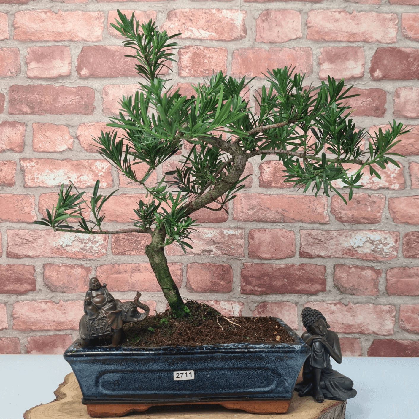 Serene Buddhist Pine Bonsai Tree - 25cm Glazed Pot, Elevate your décor with the serene beauty of a Buddhist Pine Bonsai Tree in a 25cm glazed pot. Ideal for home and office settings. Beginners and enthusiasts.