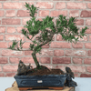 Serene Buddhist Pine Bonsai Tree - 25cm Glazed Pot, Elevate your décor with the serene beauty of a Buddhist Pine Bonsai Tree in a 25cm glazed pot. Ideal for home and office settings. Beginners and enthusiasts.