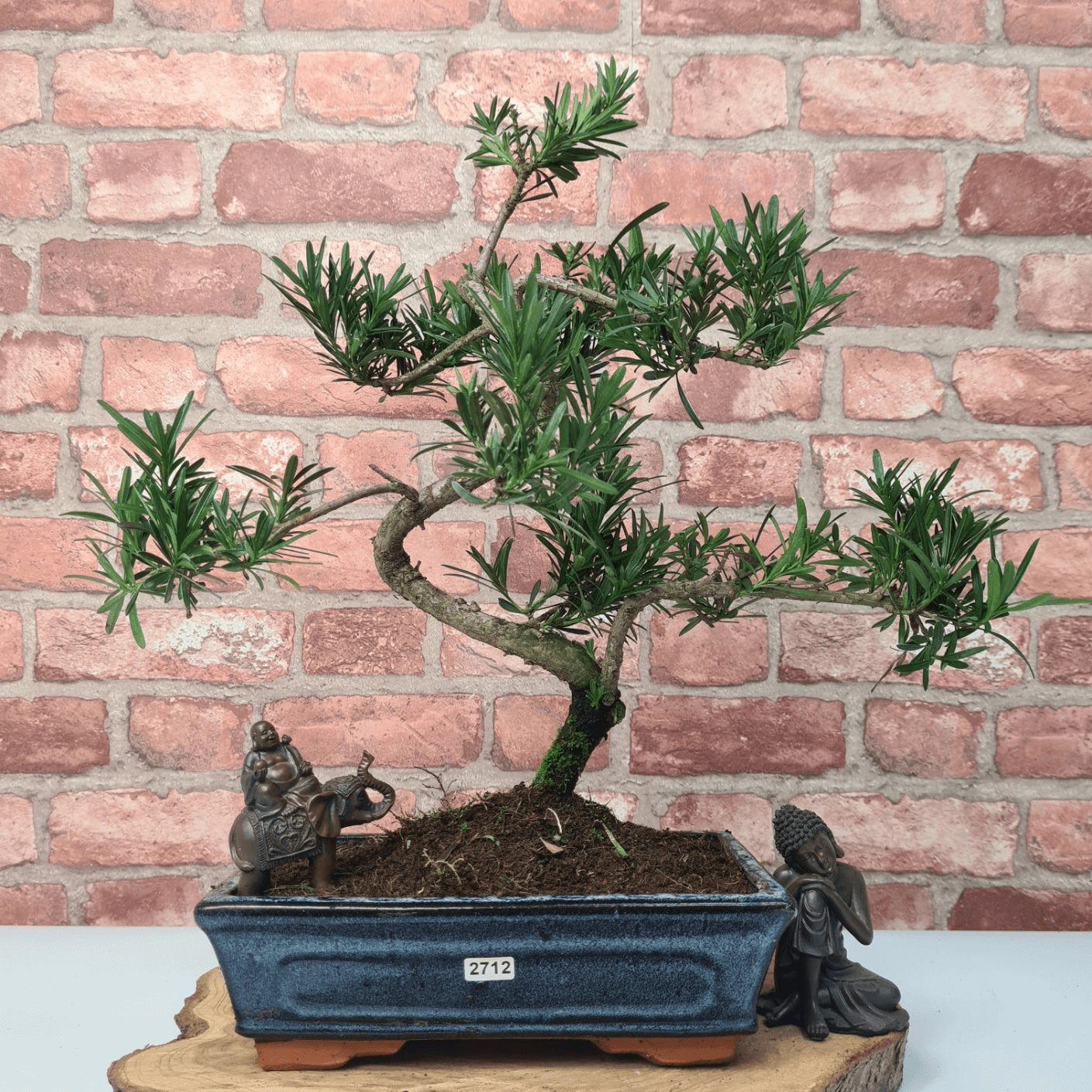 Serene Buddhist Pine Bonsai Tree - 25cm Glazed Pot, Elevate your décor with the serene beauty of a Buddhist Pine Bonsai Tree in a 25cm glazed pot. Ideal for home and office settings. Beginners and enthusiasts.