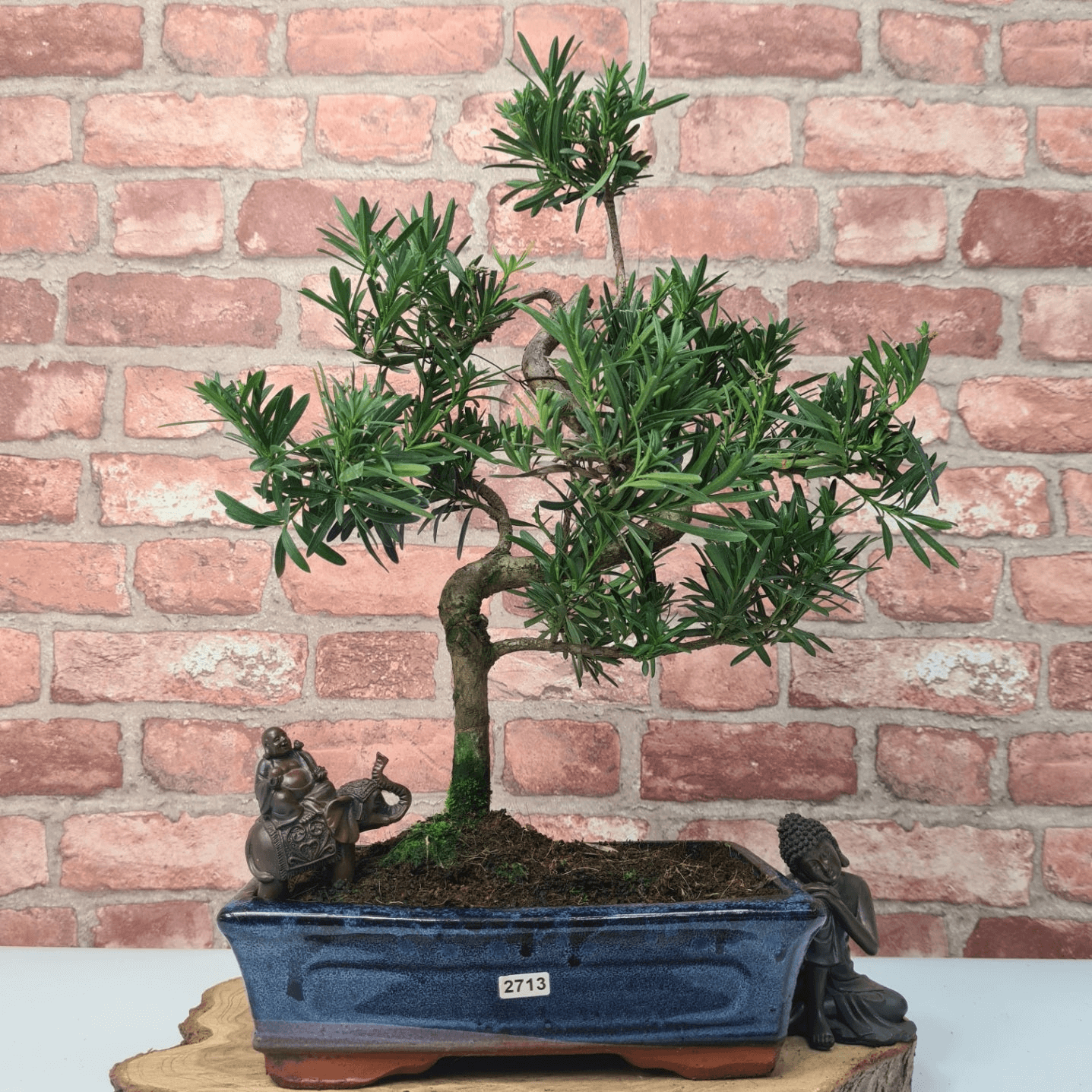 Serene Buddhist Pine Bonsai Tree - 25cm Glazed Pot, Elevate your décor with the serene beauty of a Buddhist Pine Bonsai Tree in a 25cm glazed pot. Ideal for home and office settings. Beginners and enthusiasts.