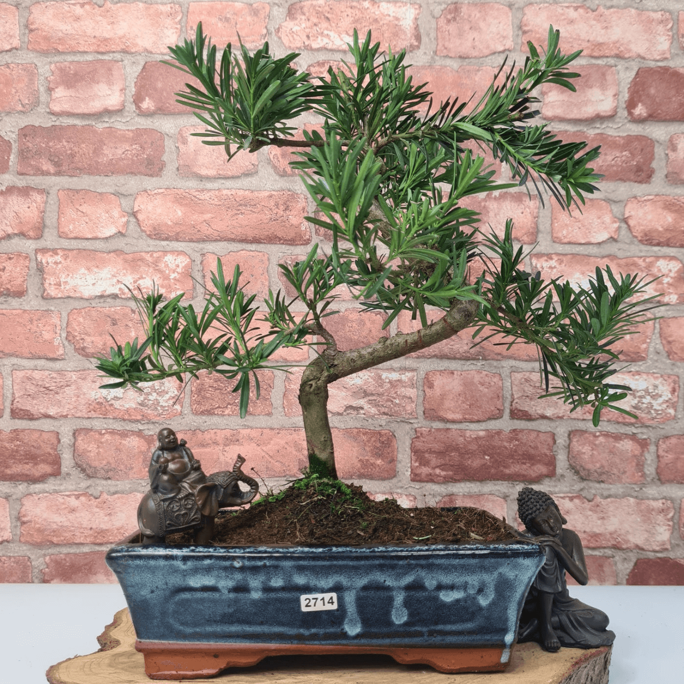 Serene Buddhist Pine Bonsai Tree - 25cm Glazed Pot, Elevate your décor with the serene beauty of a Buddhist Pine Bonsai Tree in a 25cm glazed pot. Ideal for home and office settings. Beginners and enthusiasts.